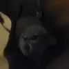 meoww.codm
