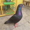 porong.junior