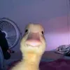 rosmsralej