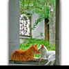 cat.lover8162