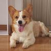 corgi.us