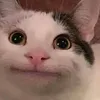puhcna