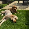 daisyxdoo