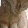 jalam_137