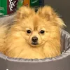 alvinandlolo