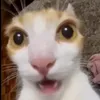 sexlamnha