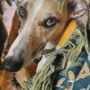 poppopspup