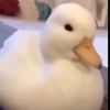 chiclenugget
