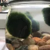 plantyplant7