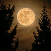 moonlit._1