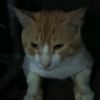 nur.cay3