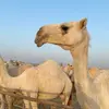 l_hih
