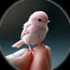 sarnh_s