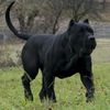 pitbull8045