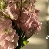 al.shahen2024