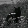 anooar03