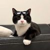 catfurryfun