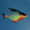 peixe_2401