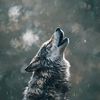 qryv_066