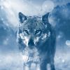 jwolf7788