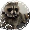 raccoonsquad06