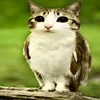 meowlcat12344