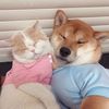 Funny_pet_9911