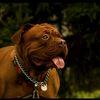 the.big.dog904