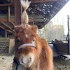 beauty.pony22