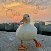 si_ma_boy_