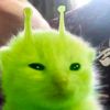 far_gamer5