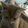 megatron_cat3