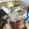 beerus_thecat1