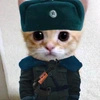 catgeneral2