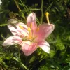 pinklydream_