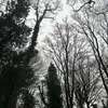 dinoshan.p