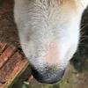 Cugi.police