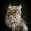 КОТ
