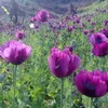 ngoc.quy.vu