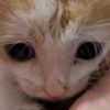 sneider_0220