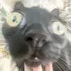 soy_star.4