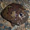 Toad Loaf