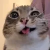 imboredlol9342