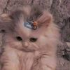 eman57406