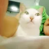 irish_draws_no_one