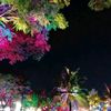 Ngô loan
