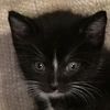 oreo.the.crazy.ki