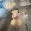 meme.ko.hi7
