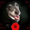 poppys.pad..ness