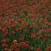 coquelicot3455